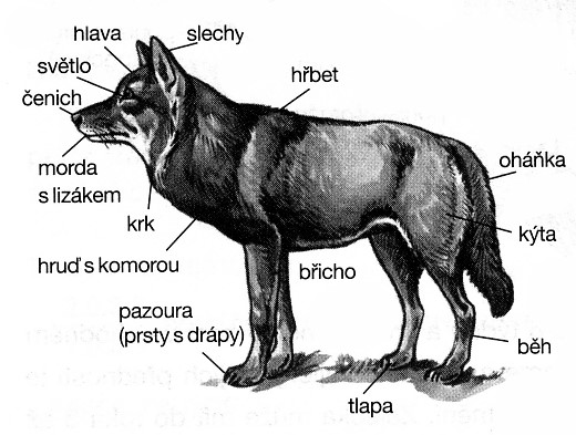Co obnáší myslivecké zkoušky?