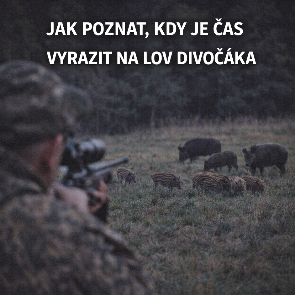 Jak poznat, kdy je čas vyrazit na lov divočáka
