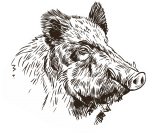 Divočák