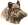 Divočák