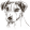 Jack Russell teriér