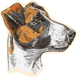 Foxteriér