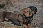 DOG GPS obojek X30T-s výcvikovým modulem - Obrázek (8)